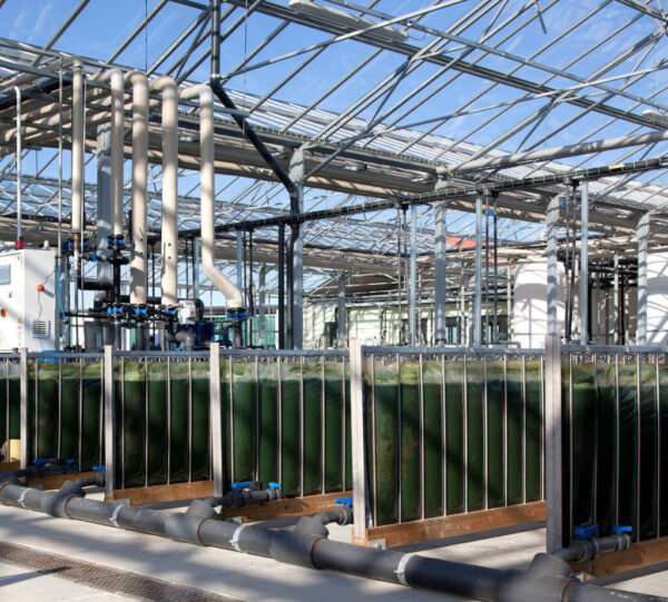 The various methods of growing spirulina AlgaVenice